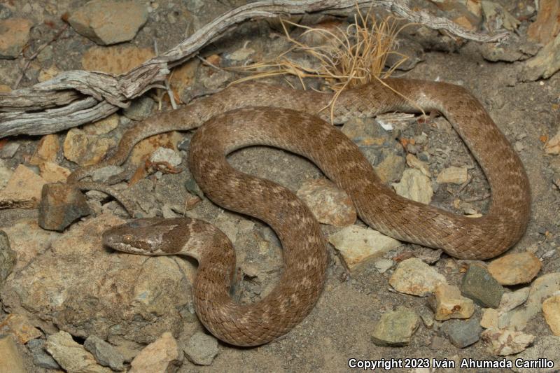 Coast Nightsnake (Hypsiglena ochrorhyncha)