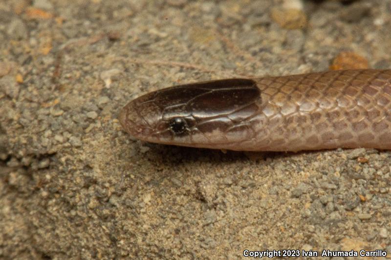 Smith's Black-headed Snake (Tantilla hobartsmithi)