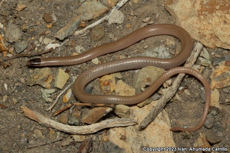 Smith's Black-headed Snake (Tantilla hobartsmithi)