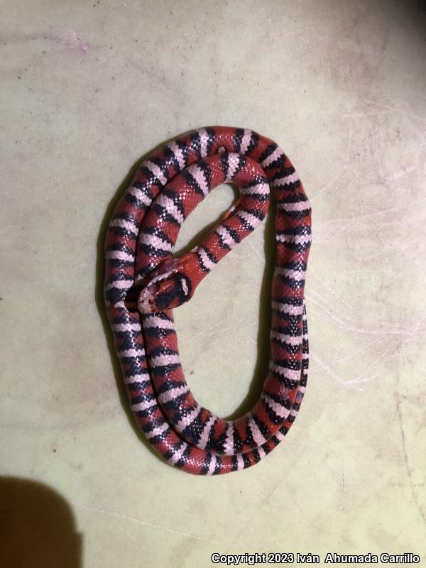 Sonoran Mountain Kingsnake (Lampropeltis pyromelana)