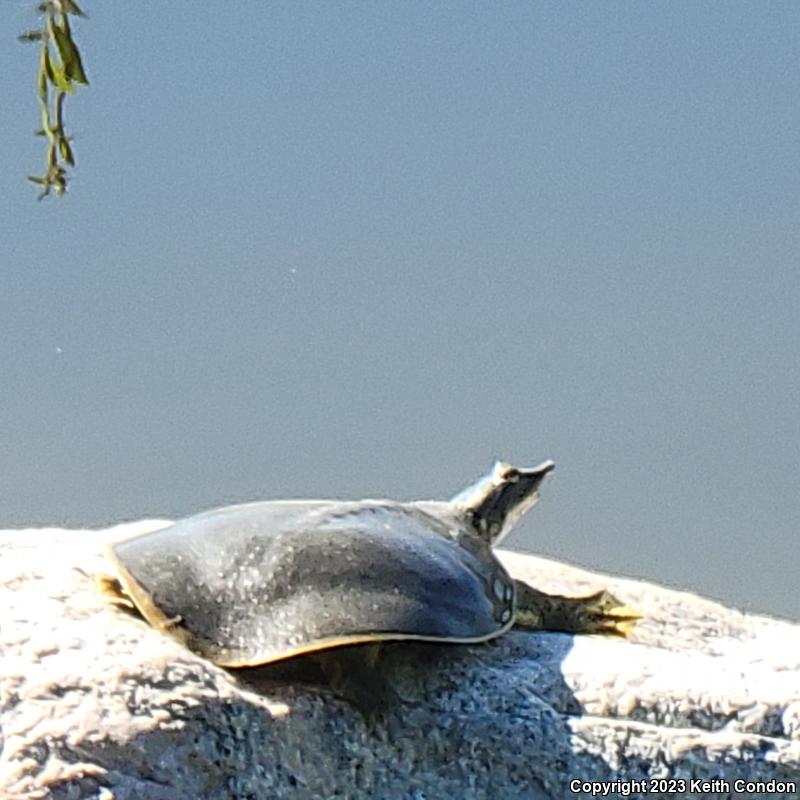 Texas Spiny Softshell (Apalone spinifera emoryi)