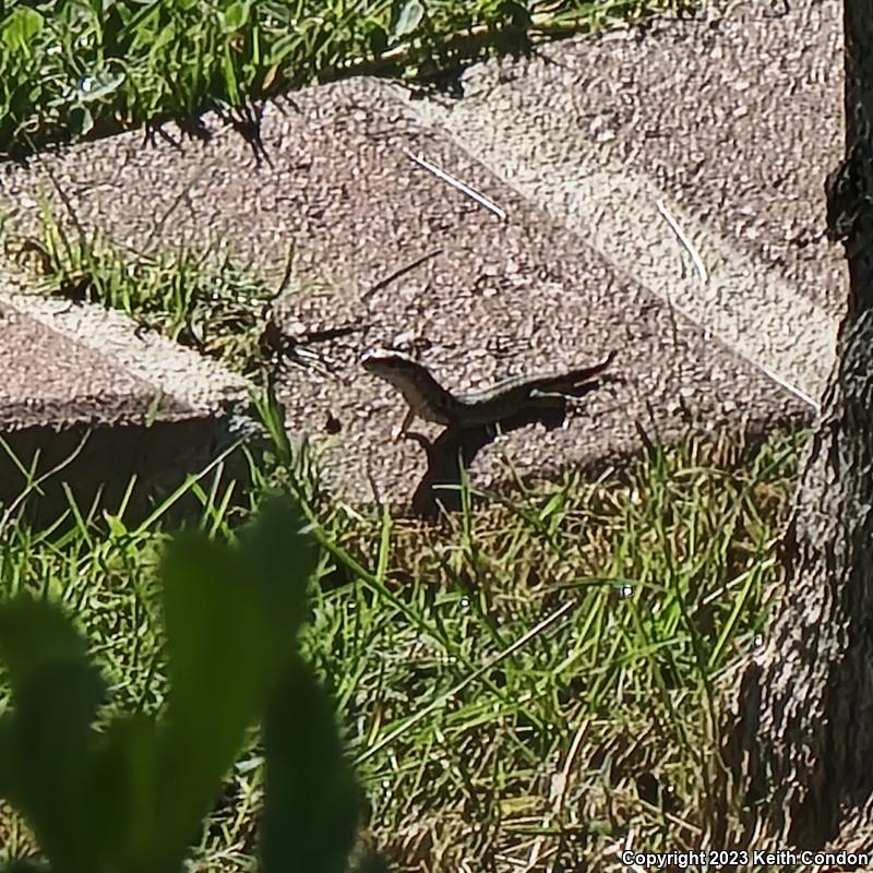 Italian Wall Lizard (Podarcis sicula)