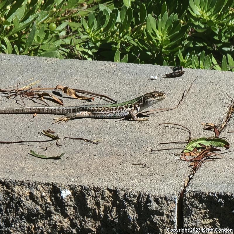 Italian Wall Lizard (Podarcis sicula)