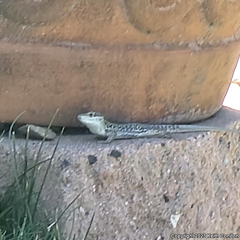 Italian Wall Lizard (Podarcis sicula)