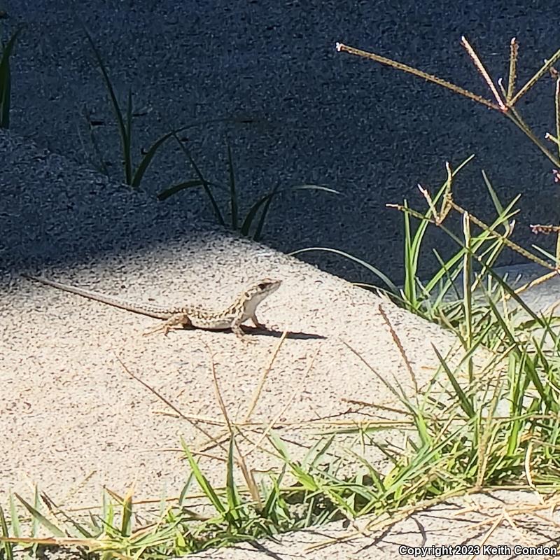 Italian Wall Lizard (Podarcis sicula)