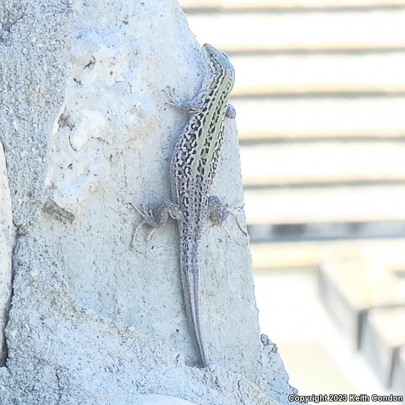 Italian Wall Lizard (Podarcis sicula)