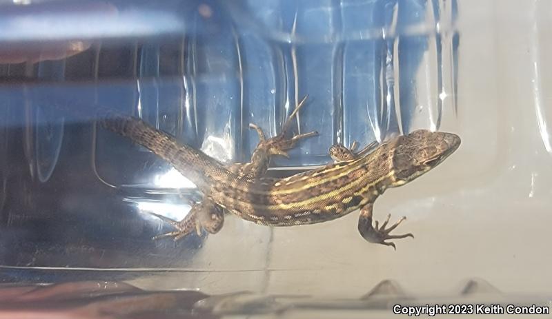 Italian Wall Lizard (Podarcis sicula)