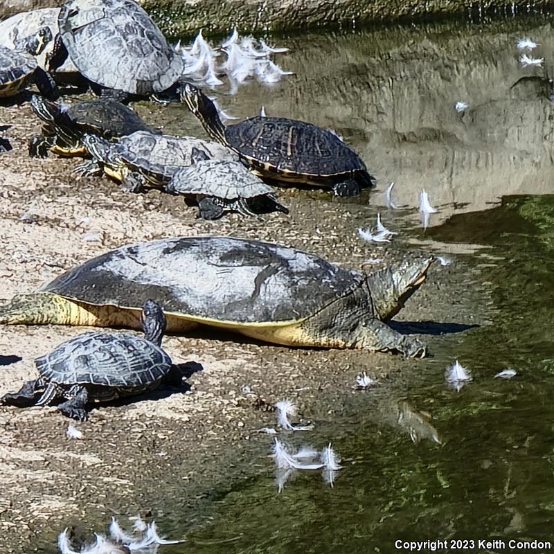 Spiny Softshell (Apalone spinifera)