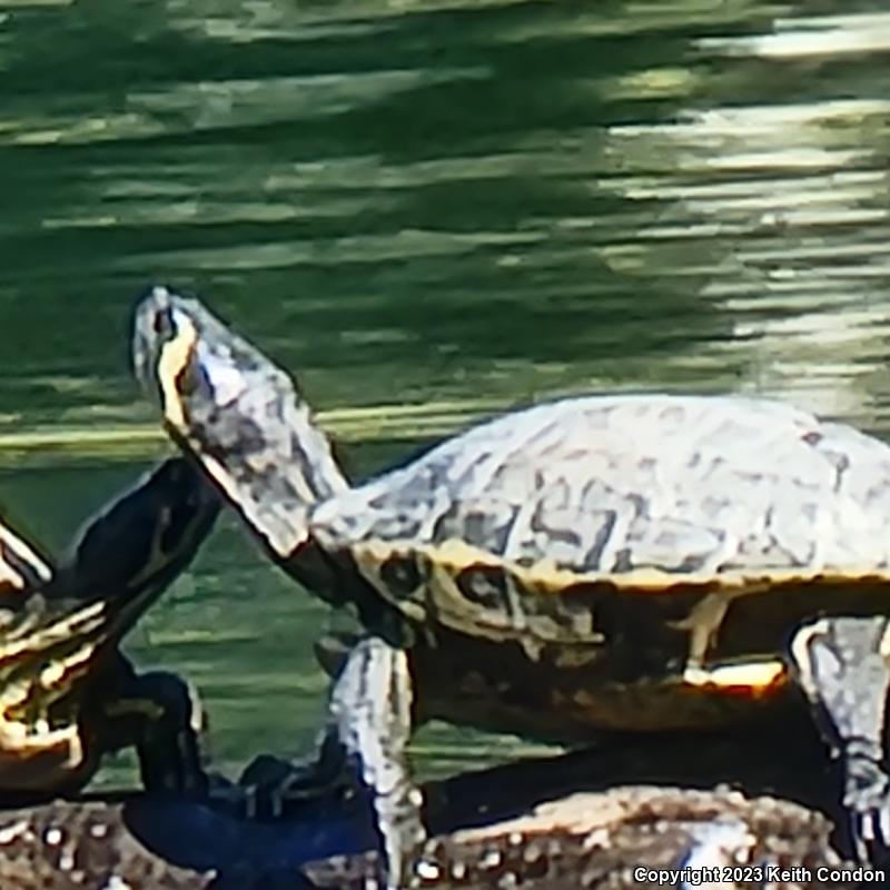 Yellow-bellied Slider (Trachemys scripta scripta)