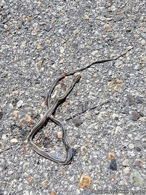 Desert Striped Whipsnake (Coluber taeniatus taeniatus)