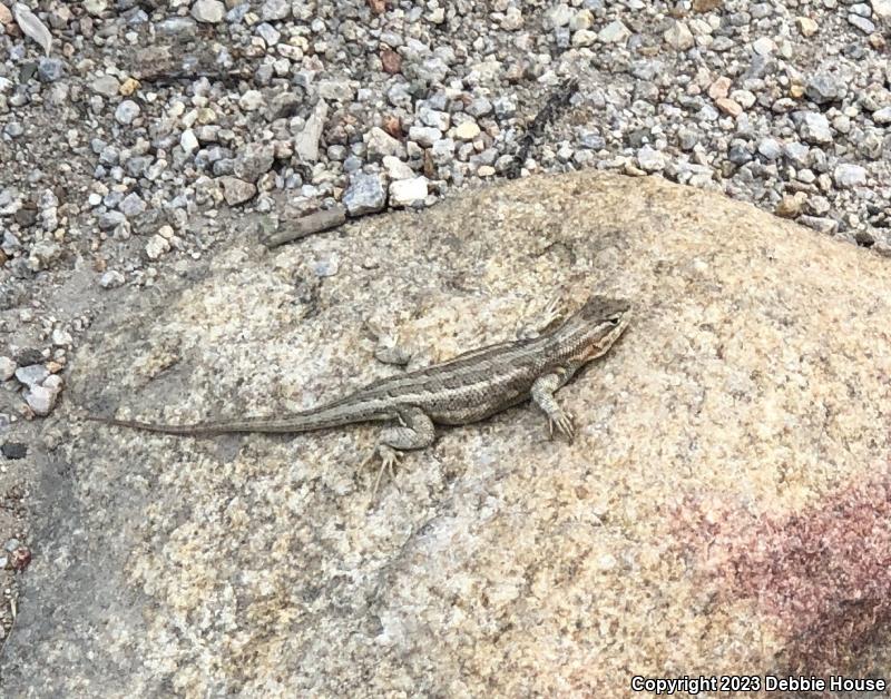 Northern Sagebrush Lizard (Sceloporus graciosus graciosus)