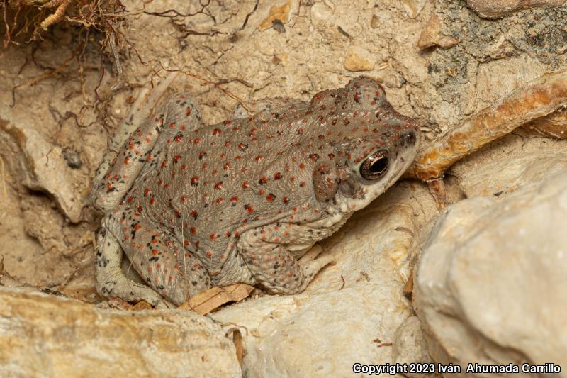 Red-spotted Toad (Anaxyrus punctatus)