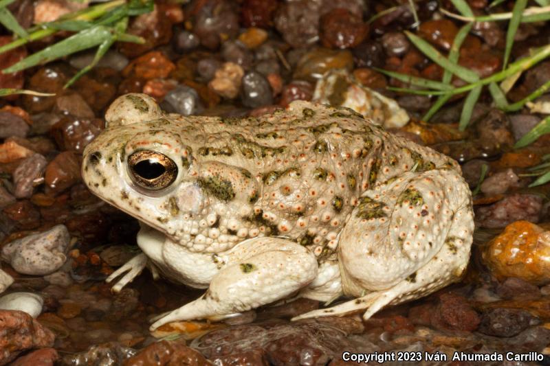 Texas Toad (Anaxyrus speciosus)