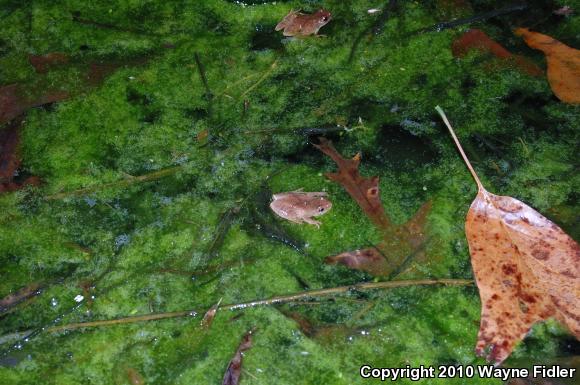 Northern Spring Peeper (Pseudacris crucifer crucifer)