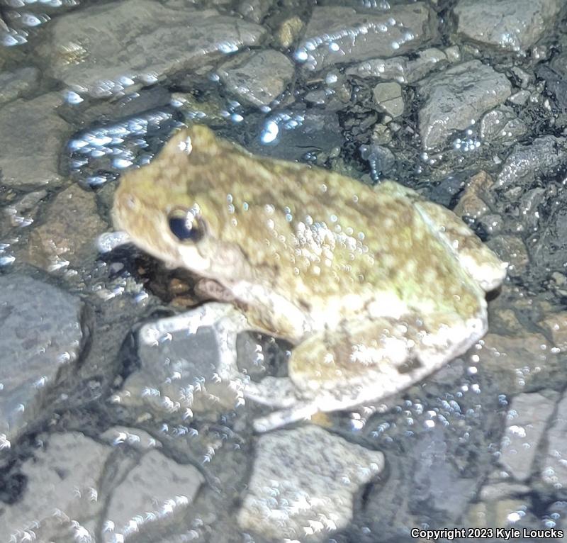 Gray Treefrog (Hyla versicolor)