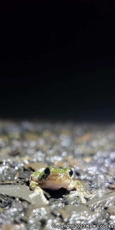 Gray Treefrog (Hyla versicolor)