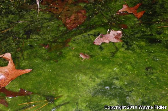 Northern Spring Peeper (Pseudacris crucifer crucifer)