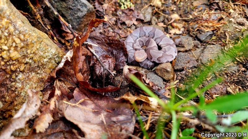 Northern  Copperhead (Agkistrodon contortrix mokasen)