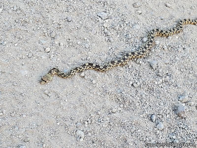 Sonoran Gopher Snake (Pituophis catenifer affinis)