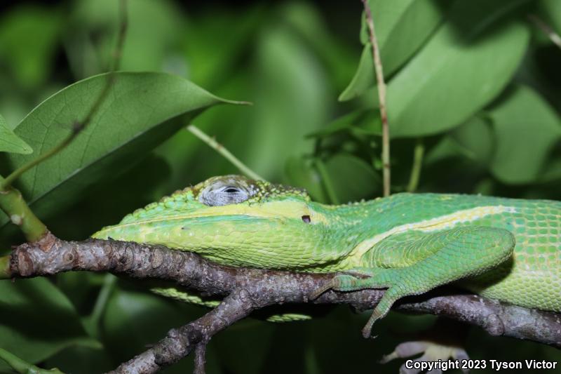 Western Knight Anole (Anolis equestris equestris)