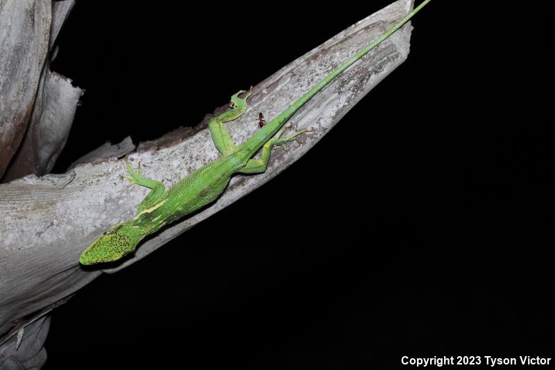 Western Knight Anole (Anolis equestris equestris)