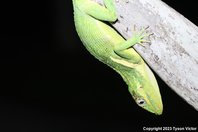 Western Knight Anole (Anolis equestris equestris)