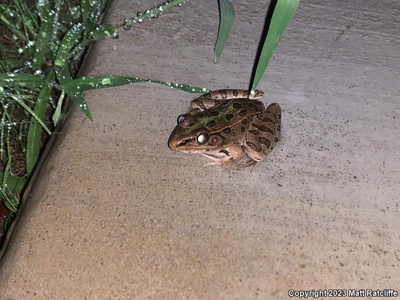 Southern Leopard Frog (Lithobates sphenocephalus utricularius)