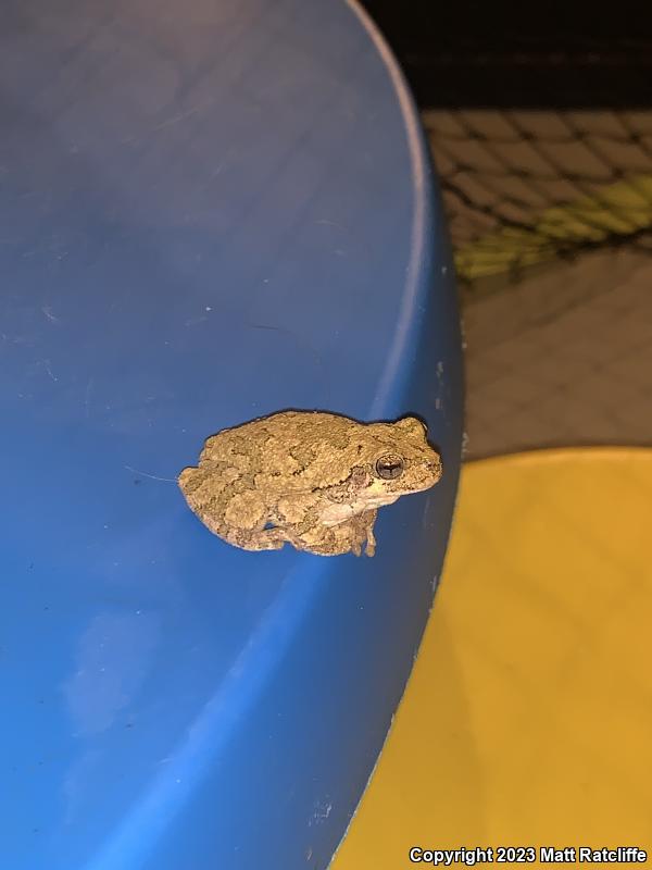 Gray Treefrog (Hyla versicolor)