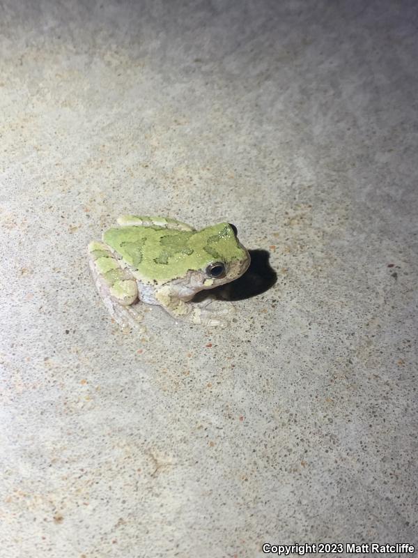 Gray Treefrog (Hyla versicolor)