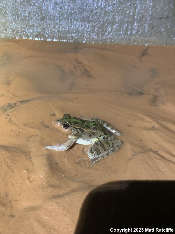 Southern Leopard Frog (Lithobates sphenocephalus utricularius)