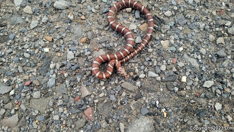 Eastern Milksnake (Lampropeltis triangulum triangulum)