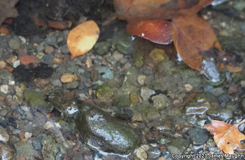 Foothill Yellow-legged Frog (Rana boylii)