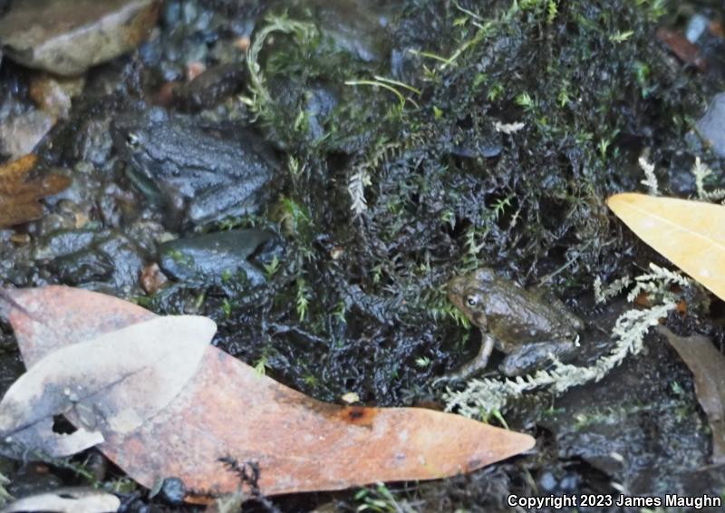 Foothill Yellow-legged Frog (Rana boylii)