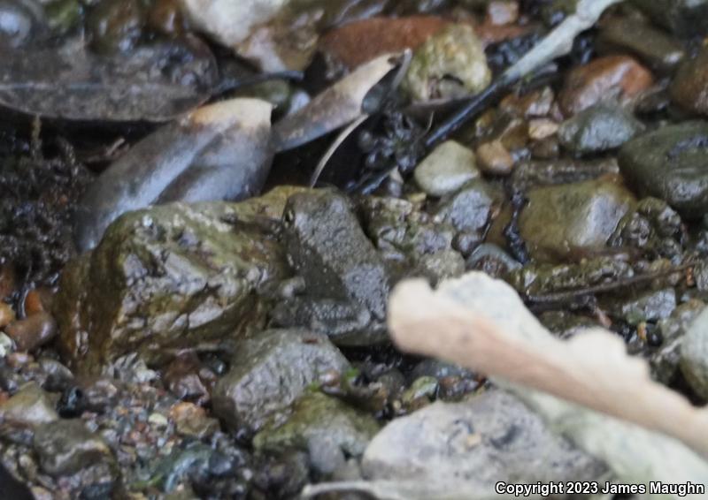 Foothill Yellow-legged Frog (Rana boylii)