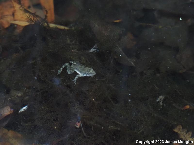 Foothill Yellow-legged Frog (Rana boylii)