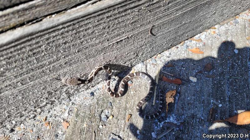 Black Ratsnake (Pantherophis obsoletus obsoletus)