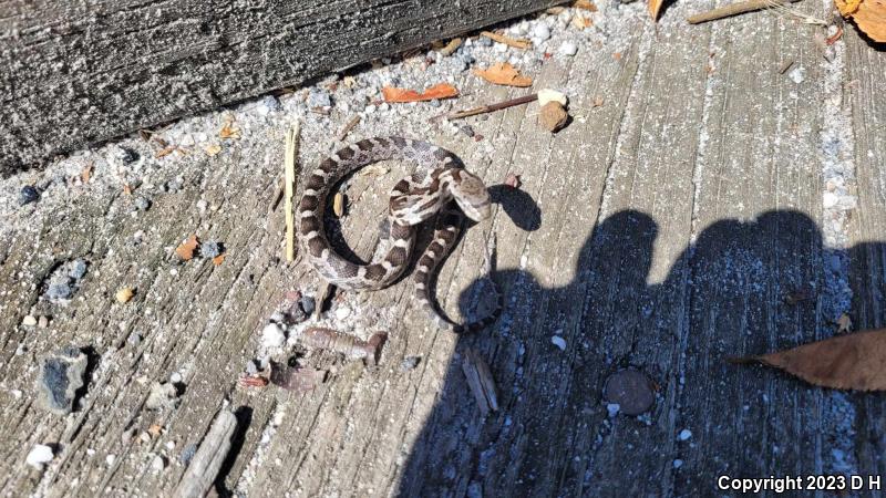 Black Ratsnake (Pantherophis obsoletus obsoletus)