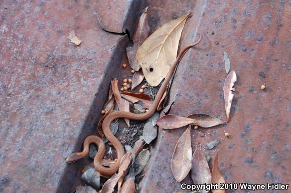 Northern Red-bellied Snake (Storeria occipitomaculata occipitomaculata)