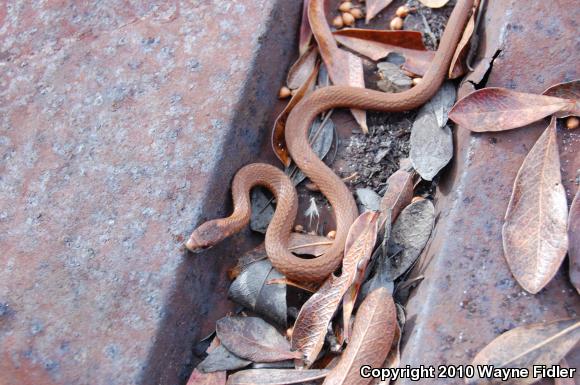 Northern Red-bellied Snake (Storeria occipitomaculata occipitomaculata)