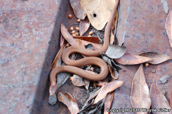 Northern Red-bellied Snake (Storeria occipitomaculata occipitomaculata)