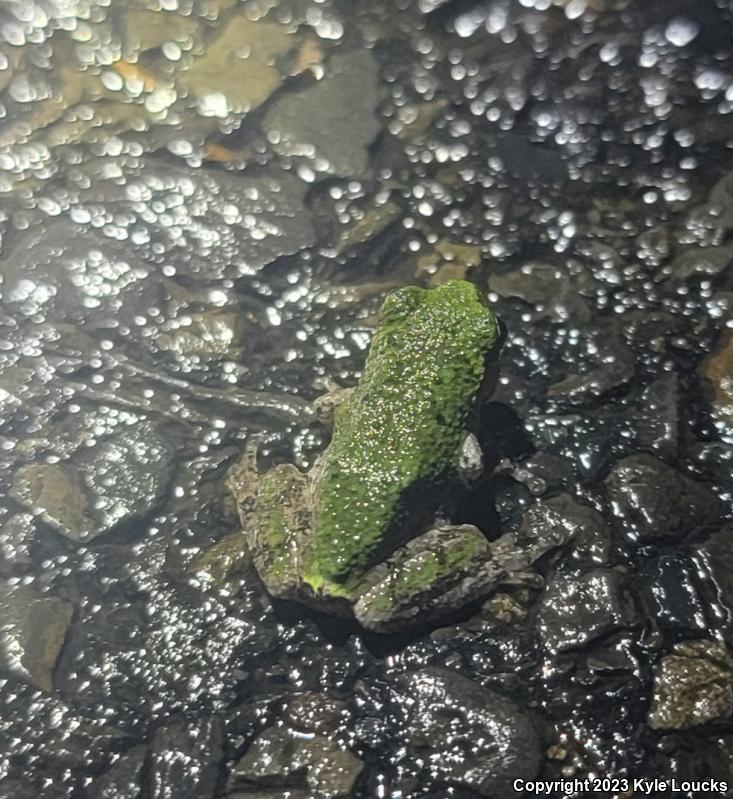 Gray Treefrog (Hyla versicolor)