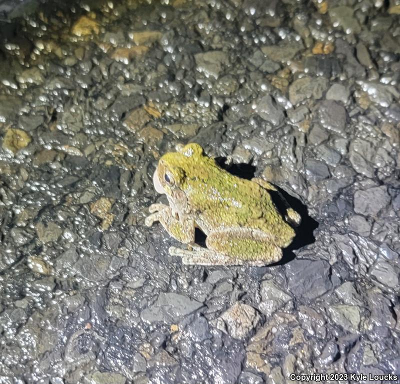 Gray Treefrog (Hyla versicolor)