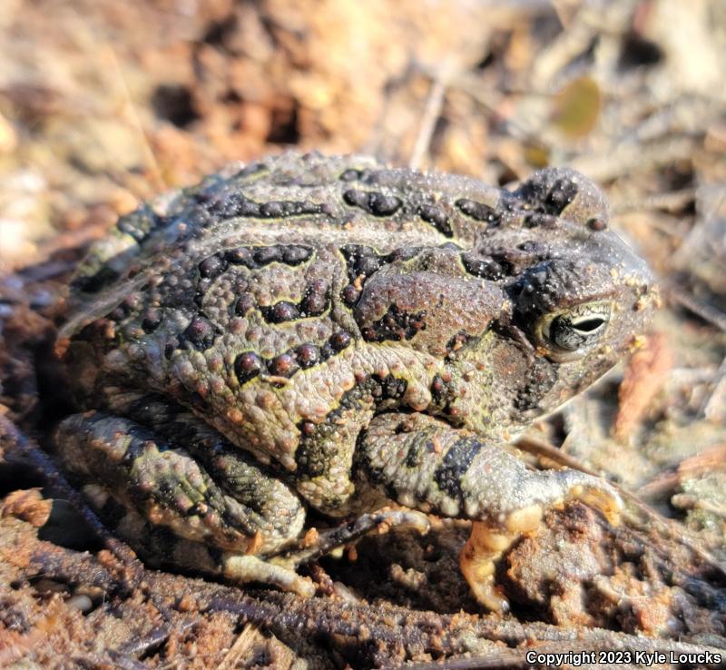 Fowler's Toad (Anaxyrus fowleri)