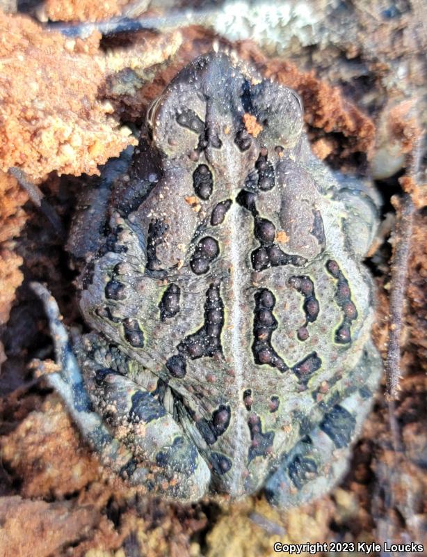 Fowler's Toad (Anaxyrus fowleri)