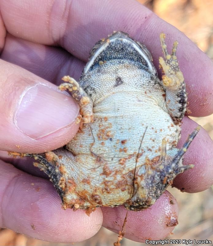 Fowler's Toad (Anaxyrus fowleri)