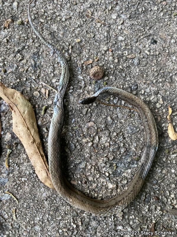 Dekay's Brownsnake (Storeria dekayi)