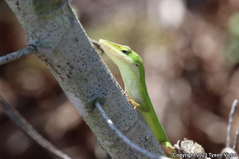 Southern Green Anole (Anolis carolinensis seminolus)