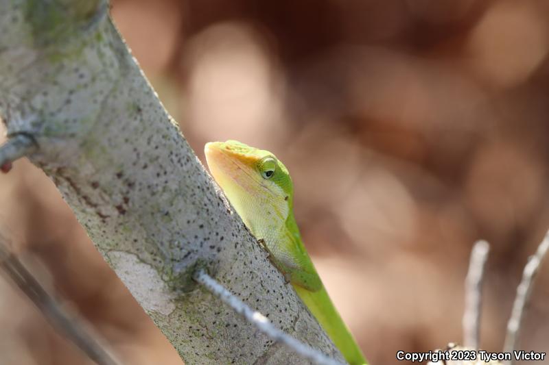 Southern Green Anole (Anolis carolinensis seminolus)