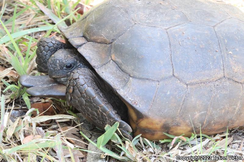 Gopher Tortoise (Gopherus polyphemus)