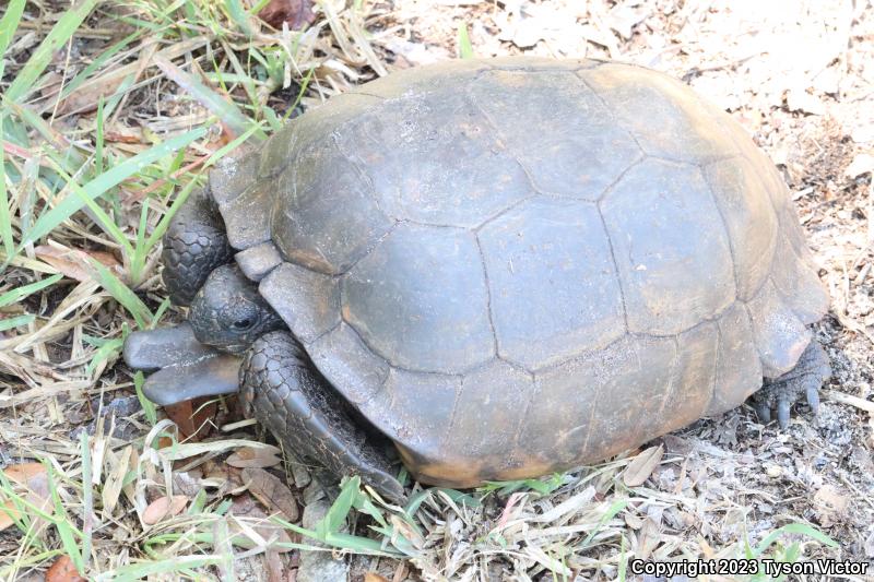 Gopher Tortoise (Gopherus polyphemus)